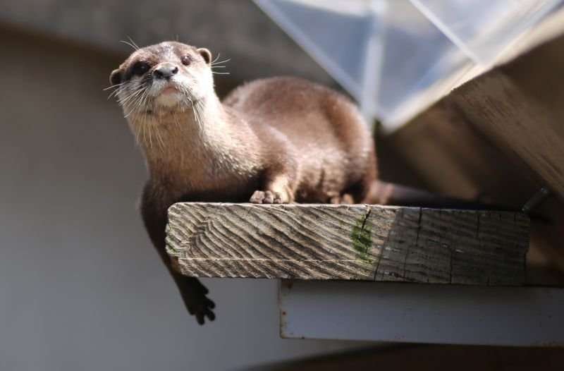 雌のコツメカワウソの「マロン」（市川市動植物園提供）