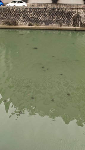 千葉市中央区の都川。エイとみられる魚影が大量に確認された＝８日午後３時１０分ごろ