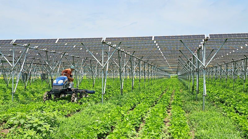 耕作地の上に等間隔に太陽光パネルが並べられている＝匝瑳市