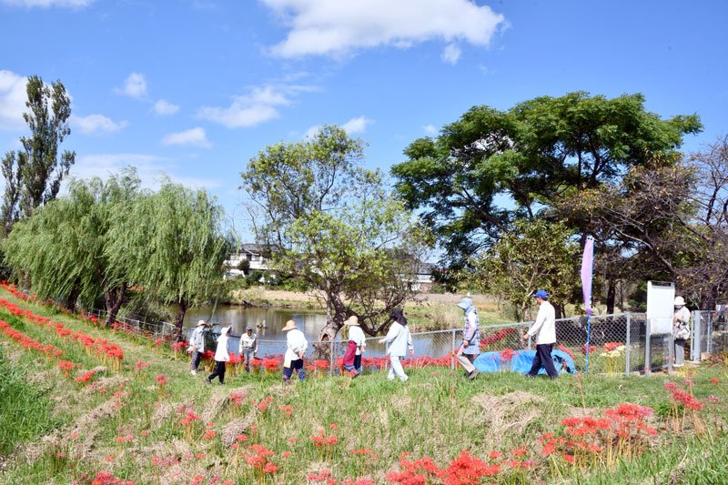 緑地彩る深紅の４万本　ヒガンバナ咲き誇る　香取