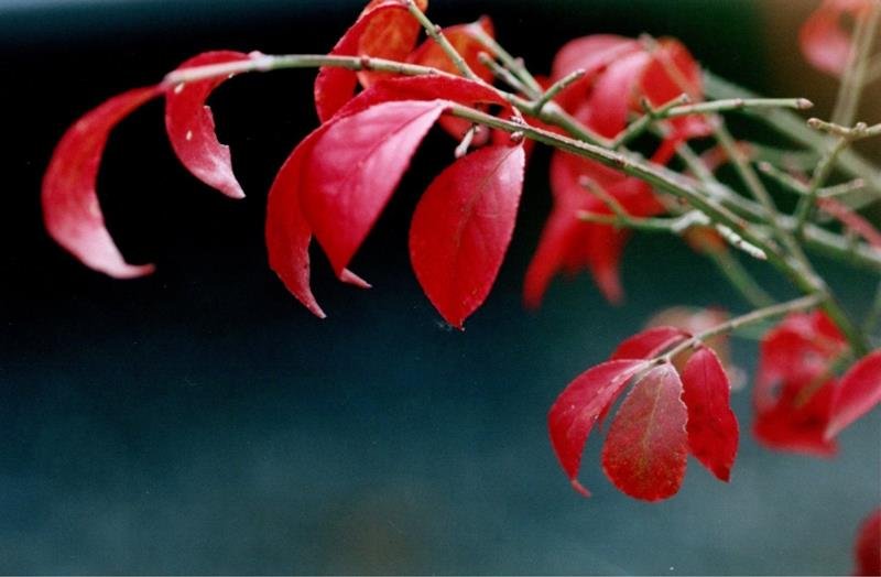 ニシキギの紅葉＝２００６年１１月５日、千葉市（初芝清氏撮影）
