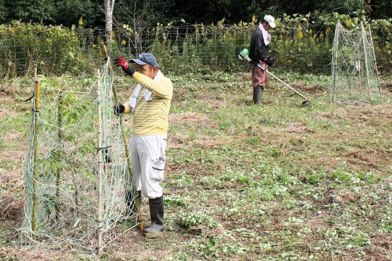 一粒舎が管理する里山で、ピーカンナッツの苗木の手入れをする障害者＝木更津市
