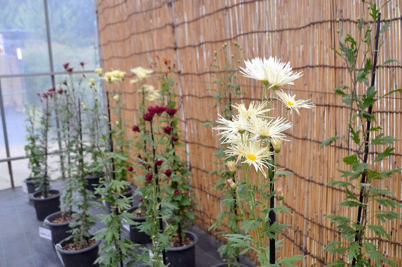 くらしの植物苑で開かれている特別企画「伝統の古典菊」＝佐倉市