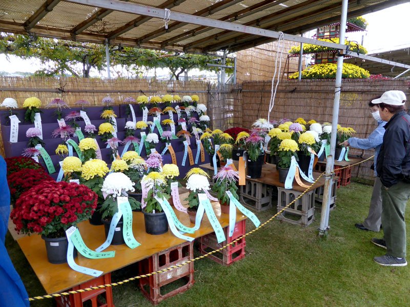 見応えある自信作がそろった県菊花展＝市原市潤井戸の八幡屋ふれあい広場