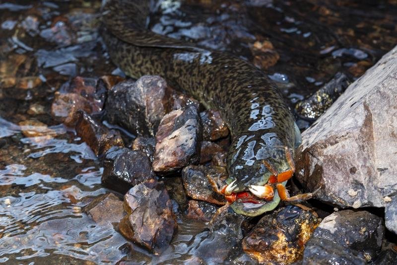 【動画あり】ウナギ、陸でも狩り！　「ウナギならやりかねない」→実験観察で世界初確認　全１０匹が登って虫捕食　柏の東大研究所　脇谷さんらグループ
