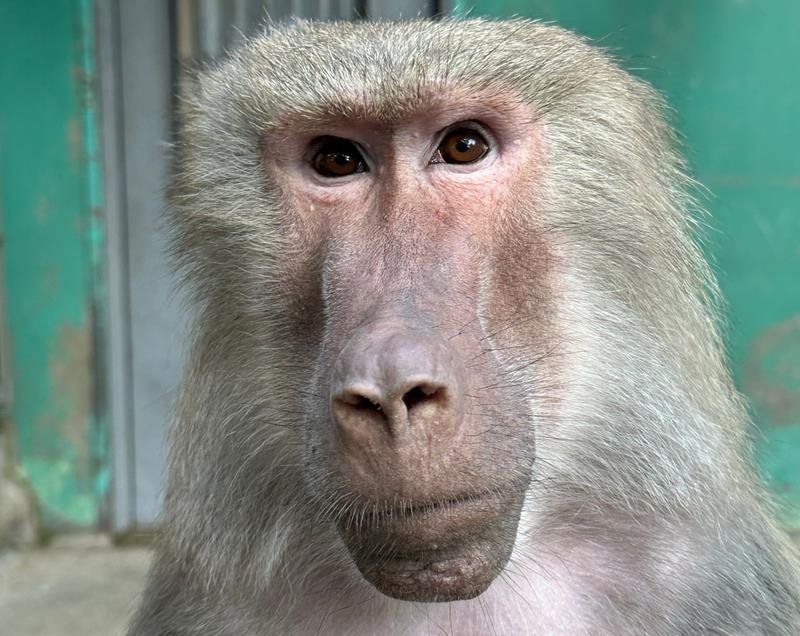 マントヒヒ２匹、３１年ぶり仲間に　千葉市動物公園
