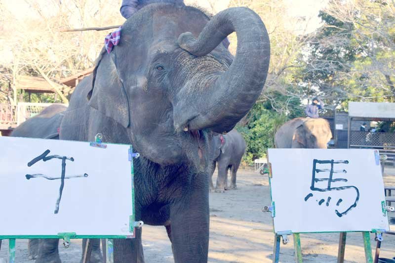 来年の干支、うまく書けたゾウ　流麗な筆で「午」「馬」　アジアゾウ・ゆめ花、観客沸かせる　市原ぞうの国