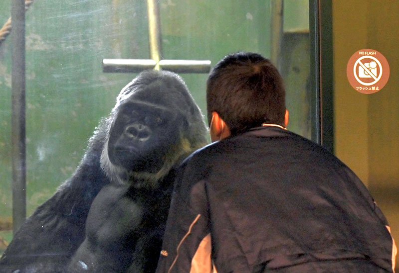 ニシゴリラのモンタに興味津々な様子の子ども＝千葉市動物公園