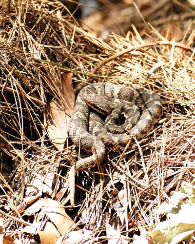 ニホンマムシ　良好な自然環境の指標種　成田篤彦　【房総の草木虫魚】（４６０）
