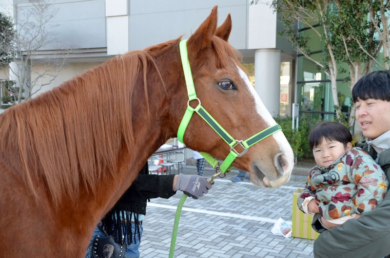 お馬さんと触れ合い交流　「和」の祭り盛況　市原
