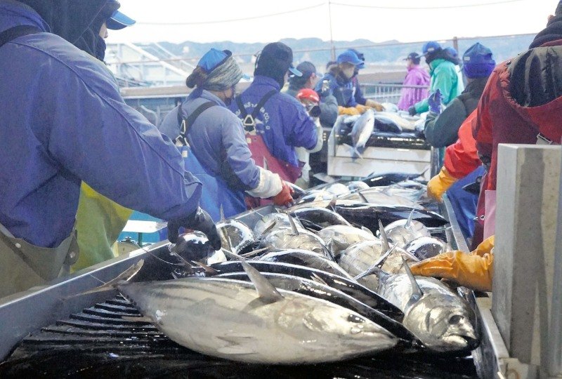勝浦漁港に今年初めて水揚げされたカツオ＝２５日午前６時５５分ごろ、勝浦市