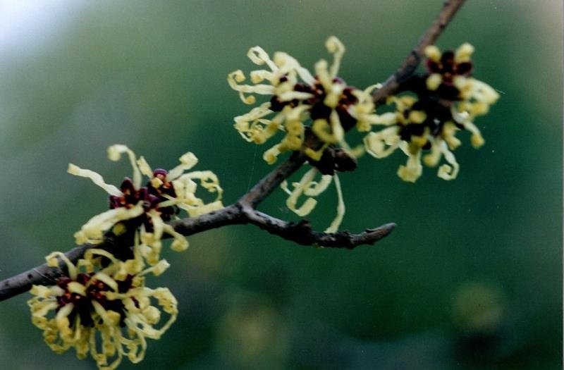 マンサクの花（二又）＝２００７年２月１３日、千葉市（初芝清氏撮影）
