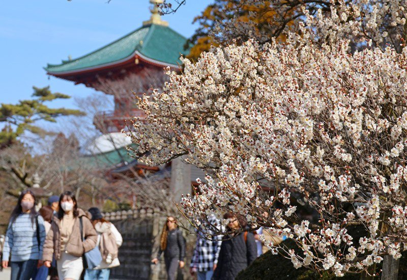梅の花が見頃を迎え、参拝客や訪日旅行者が多く訪れた成田山新勝寺の境内＝１４日、成田市