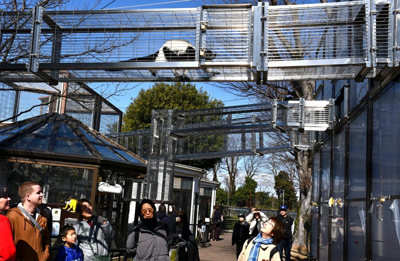 サル舎から空中通路を通って放飼場に向かうエリマキキツネザル＝市川市動植物園