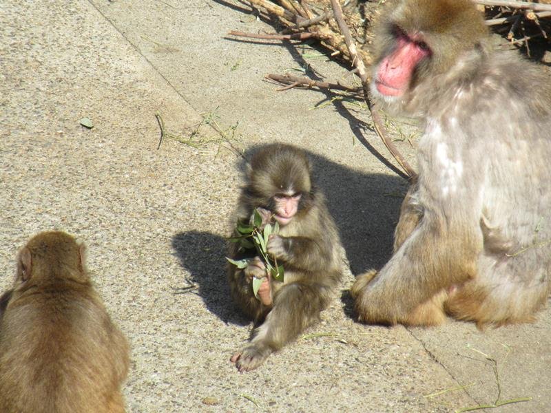 サル山で大人のサルと一緒のパンチ＝市川市動植物園
