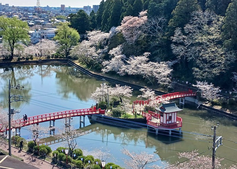 桜で彩られた茂原公園の様子＝昨年４月４日、茂原市
