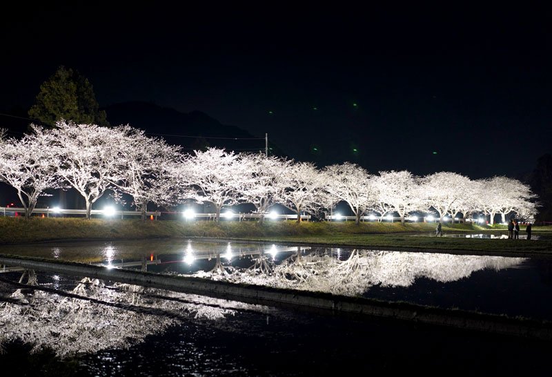 ライトアップされて春の田んぼに映し出された桜並木＝２８日夜、いすみ市