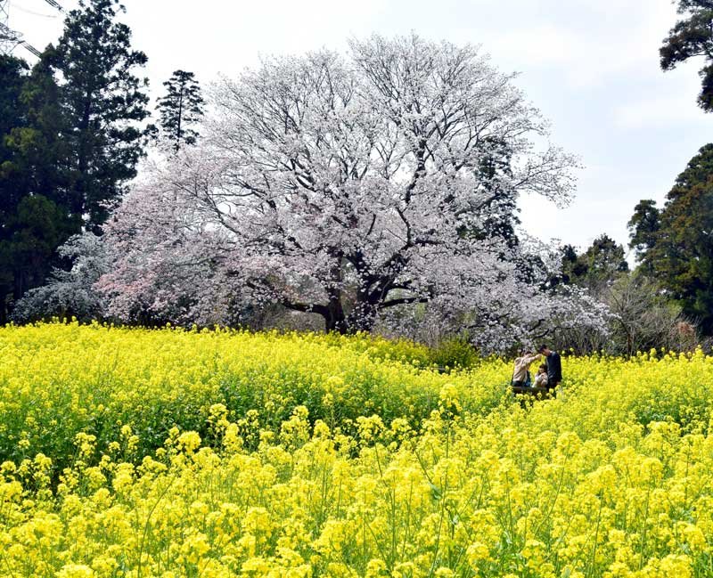 市原市有秋地区の迎田地先にある推定樹齢１５０年の「大俵（びょう）桜」が満開となり、多くの来場者でにぎわっている。黄色い菜の花のじゅうたんとのコントラストが本格的な春の到来を告げる＝３０日　佐藤大介撮影
