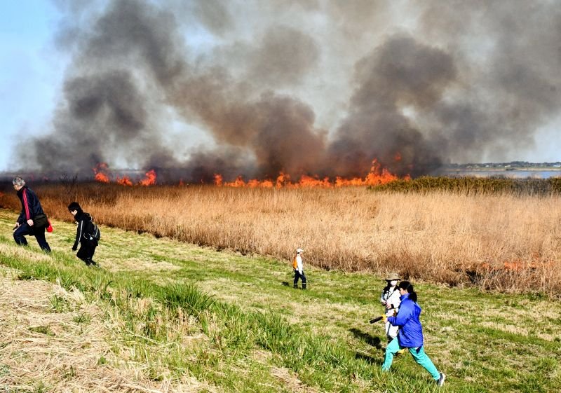 湿原の環境を守るためヨシ焼きが行われ、中学生も参加し取り組みの大切さを学んだ＝１日、東庄町