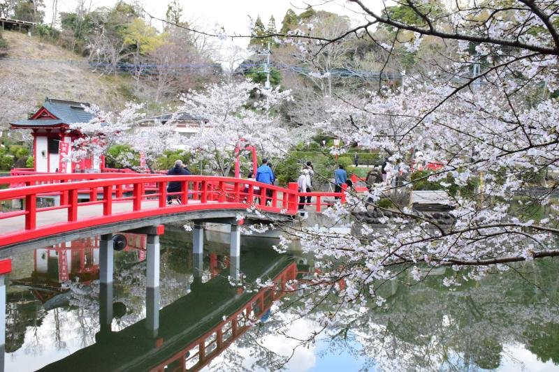 弁天湖に架かる赤いアーチ橋と桜の“共演”を楽しむ来園者＝２８日、茂原市の茂原公園