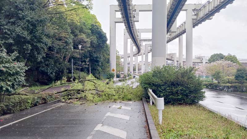 倒木でふさがれた千葉市内の道路＝１０日午後０時半ごろ