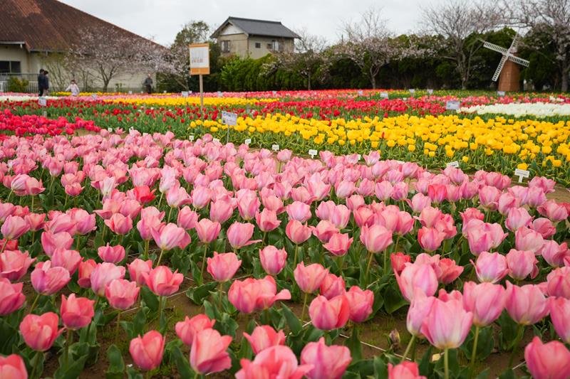 彩り豊かに広がる　市民が植えた５万本、次々と　チューリップ祭り　匝瑳市
