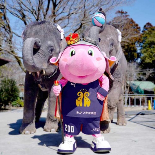 市原ぞうの国の新国王に就任したジャンボくん（千葉ジェッツ提供）