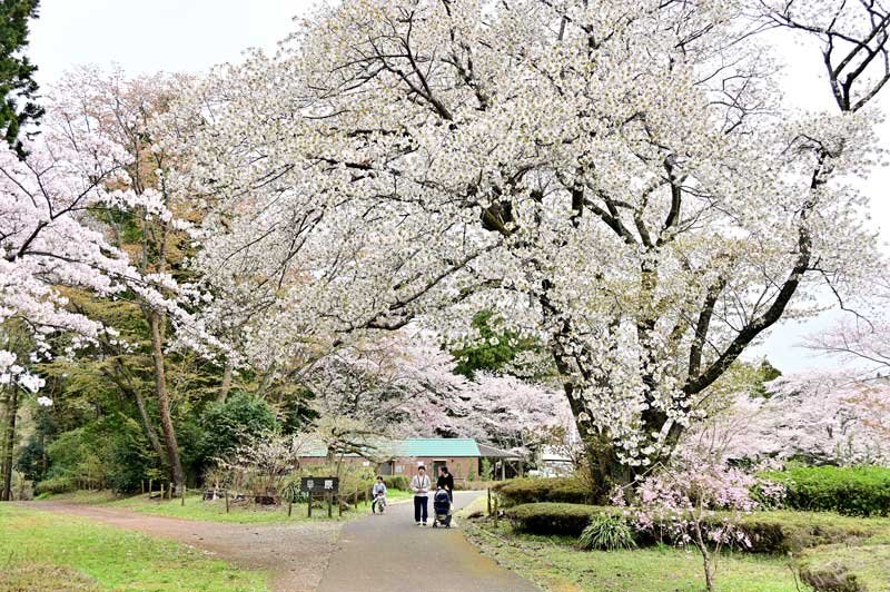 春休みを利用して親子連れも桜を楽しんだ＝１日、千葉市若葉区