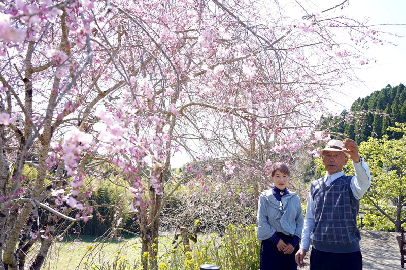 シダレザクラが見頃を迎えた「癒やし」の庭で、斎藤博さんと妻の洋子さん＝３日、大多喜町
