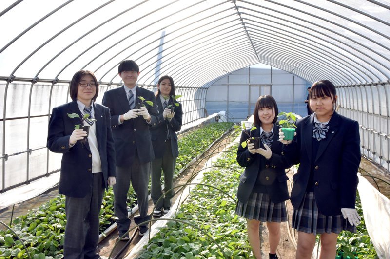 真心込めて育てた野菜や花の苗の販売会が１５日から開かれるのを前に、準備を進めている野菜の苗の販売担当の生徒たち＝多古町の県立多古高校