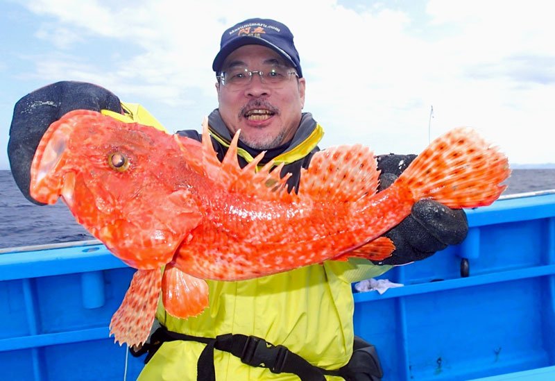 館山沖で釣り上げたオニカサゴ（写真は「真澄丸」提供）
