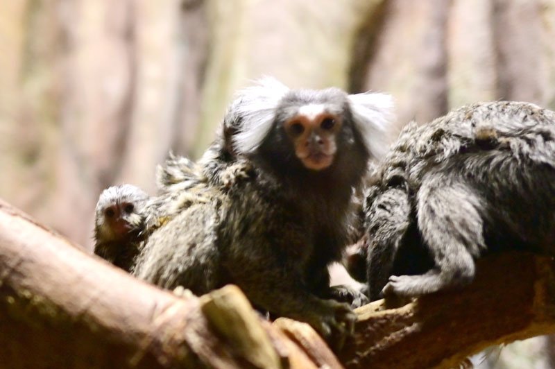 親の背中にしがみつくコモンマーモセットの３匹の赤ちゃん＝４月２９日、千葉市動物公園
