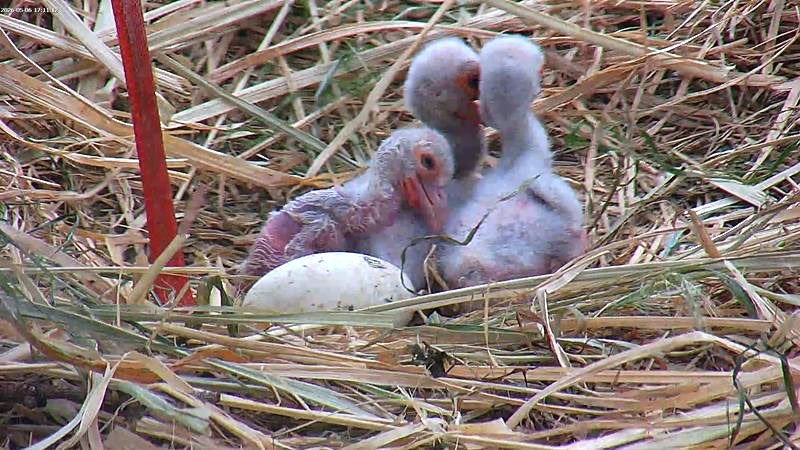 飼育繁殖施設「こうのとりの里」で生まれた３羽のひな（野田市提供）