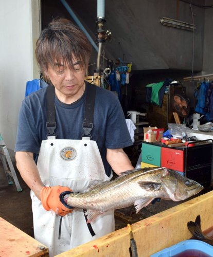 熟練の技で瞬〆されたスズキ＝８日、船橋漁港