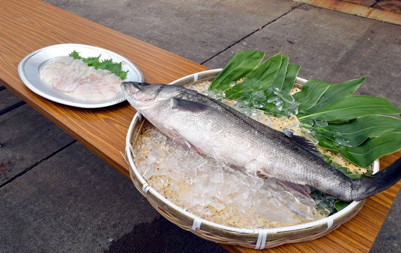 【動画あり】「瞬〆スズキ」旬到来　抜群の食感とうま味、魅力　船橋漁港