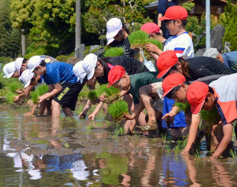 泥だらけになりながら苗を植える児童＝１２日、市原市