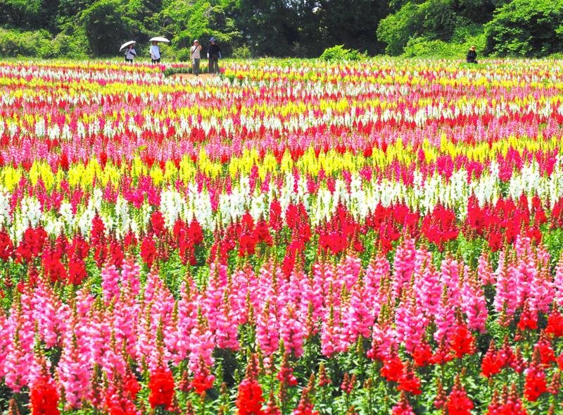 東京ドイツ村の新農地に広がるキンギョソウのお花畑＝１８日、袖ケ浦市