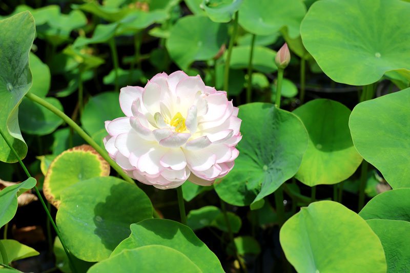 ピンク色の花を咲かせた手乗りハス