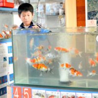 独自の道徳育成に共感　ニシキゴイ１人１匹飼育　神埼　【回顧　２０１５年取材メモから】