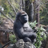 ゴリラの「モモコ」妊娠　５頭目、無事な出産願う　千葉市動物公園
