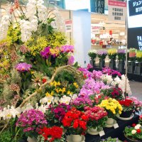 家庭で県産花飾って　そごう千葉店で特別展示　イベント中止、需要低迷で
