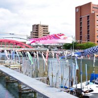 こいのぼり優雅に　色とりどり３００匹　浦安・境川