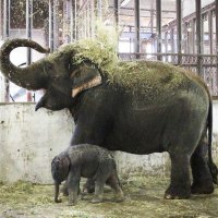 アジアゾウ相次ぎ２頭死ぬ　育児放棄の子ゾウ育てた「プーリー」も　原因は食中毒か、４頭も治療中　市原ぞうの国