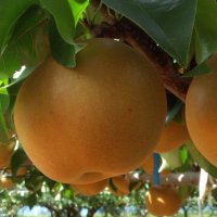 梨新品種デビューへ　「秋満月（あきみつき）」甘く大ぶり　千葉県が愛称決定、常温保存２８日
