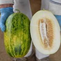 旬を迎えたパパイヤメロン。上品な甘さとシャキシャキとした食感が特徴だ