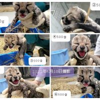 チーターの赤ちゃん（千葉市動物公園提供）