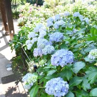 アジサイ見ごろ　松戸の本土寺　境内彩る１万株