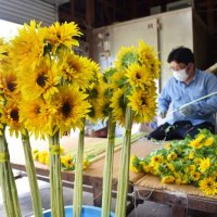 父の日に向けて出荷作業が進む西岬のヒマワリ。和代さん宅では八重咲きの「パナッシェ」など７品種を栽培している＝１５日、館山市