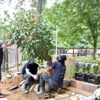 プーリーとミニスターの墓で植樹が行われた＝１６日、市原ぞうの国
