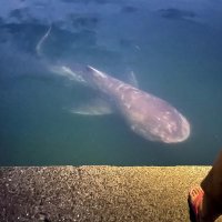 幻のサメ「メガマウス」現る　約４メートル、貴重な泳ぐ姿に驚き　千葉・館山の堤防で